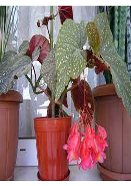 Çilli Begonya 8.5 Saksıda Begonia Corollina Mini Boy Bol Dallı Iç Mekan Bitkisi