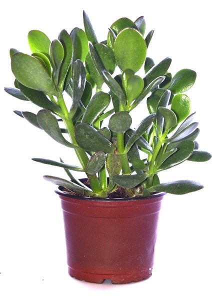 Bonsai Crassula Ovata Para Ağacı Yeşim 10CM Saksıda Büyük Boy