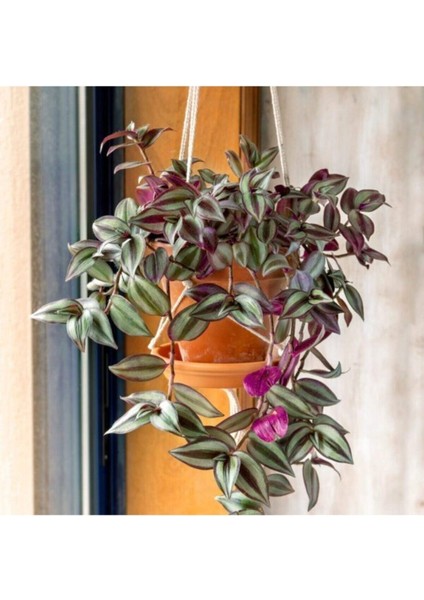 Telgraf Çiçeği Askılı Saksı Tradescantia Zebrina Çiçeği