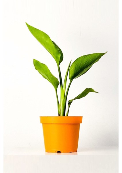 Strelitzia Nicolai 'starliçe' - Beyaz Cennet Kuşu Çiçeği - Ev Ofis Salon Iç Mekan Bitkisi - 40 cm
