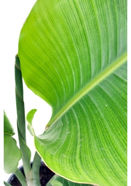 Strelitzia Nicolai 'starliçe' - Beyaz Cennet Kuşu Çiçeği - Ev Ofis Salon Iç Mekan Bitkisi - 40 cm