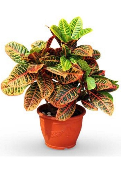Kraton Bitkisi 30 40 cm Boy Croton Petra 13 cm Saksı Çapı Ev Bitkisi Ofis Bitkisi Salon Bitkisi