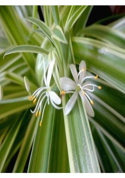 Kurdele Çiçeği Çiçekli Bodur Bitki(Chlorophytum Comosum) 20-30CM