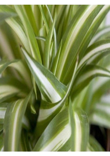 Kurdele Çiçeği Çiçekli Bodur Bitki(Chlorophytum Comosum) 20-30CM