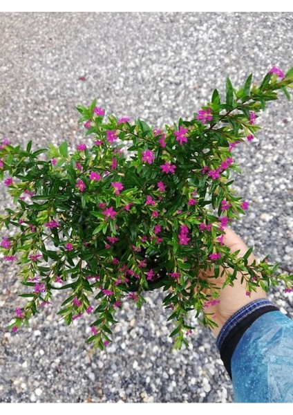 Kufeya Cennet Çiçeği Mor - Cuphea Hyssopifolia 20-30CM (Iç Mekan Bitkileri)