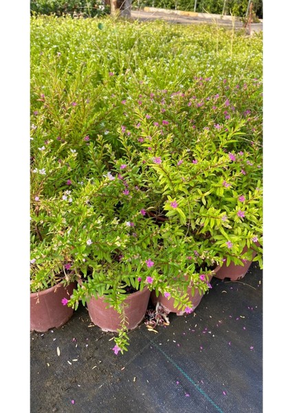 Kufeya Cennet Çiçeği Mor - Cuphea Hyssopifolia 20-30CM (Iç Mekan Bitkileri)