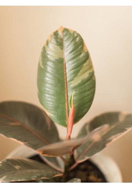 Pembe Alacalı Kauçuk Çiçeği 2li 95-100CM Iç Mekan Bitkisi Hediyelik Salon Bitkisi fiyatları