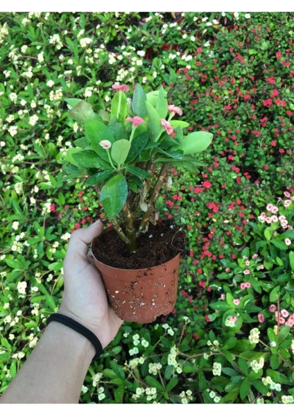 Pembe Renkli Dikenler Tacı Çiçekli 15-25Cm Ithal Hollanda Milli fiyatları
