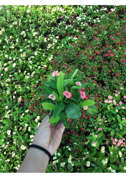 Pembe Renkli Dikenler Tacı Çiçekli 15-25Cm Ithal Hollanda Milli