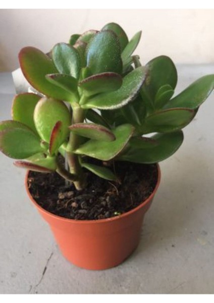 Crassula Şans Para Çiçeği (Zenginlik Çiçeği) 25-30CM