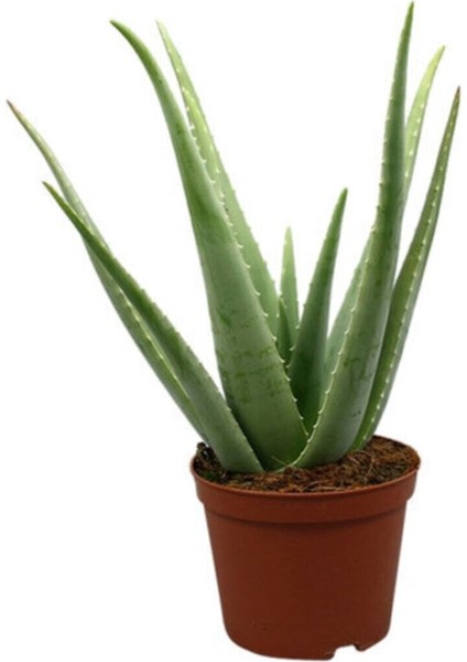 Aloe Vera Bitkisi 25-30 cm