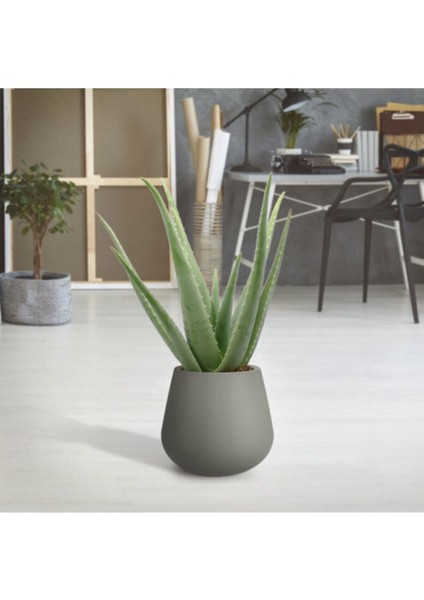 Aloe Vera Bitkisi 25-30 cm