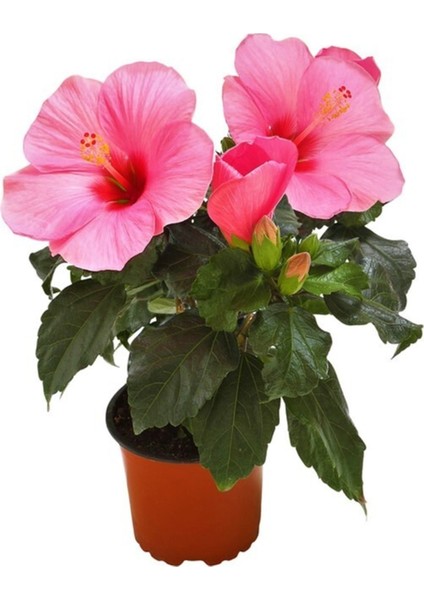 Japon Gülü Hibiscus Pembe Renk Çiçekli Kalın Yapraklı Ithal