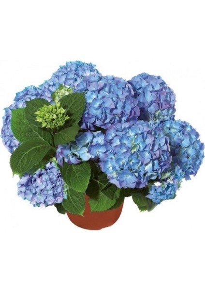 Mavi Renk Ortanca Çiçeği 40 cm Ev Bitkisi Ofis Bitkisi Bahçe Bitkisi Hydrangea
