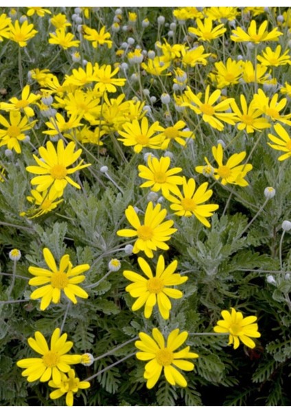 Sarı Çalı Papatyası Euryops Pectinatus