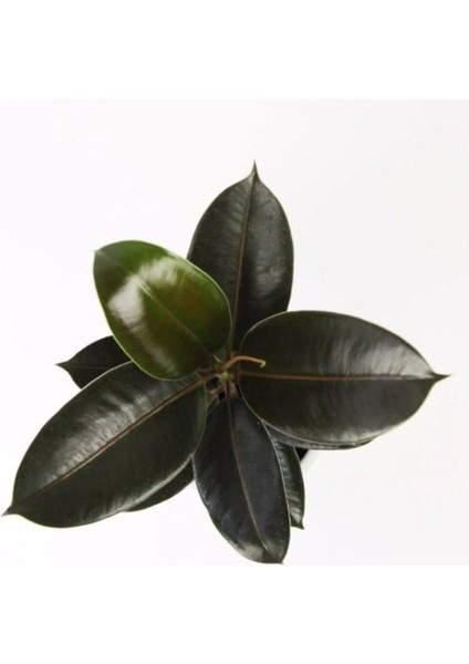 Kauçuk Bitkisi 50 60 cm Ev - Ofis - Salon Bitkisi fiyatları