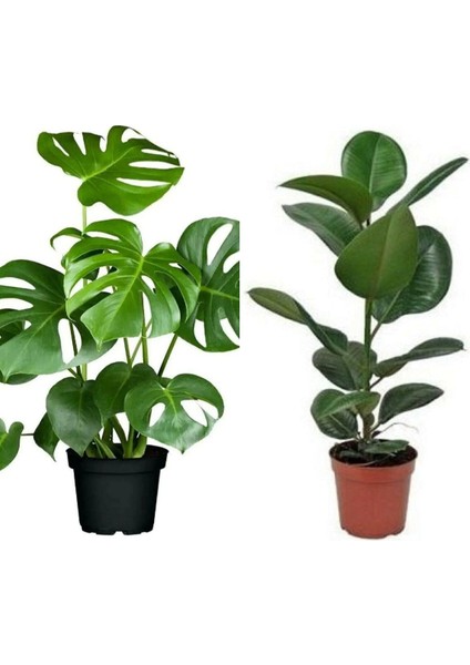 Deve Tabanı 60-65 cm Kauçuk 60-70 cm 2'li Set Salon Ofis Bitkileri