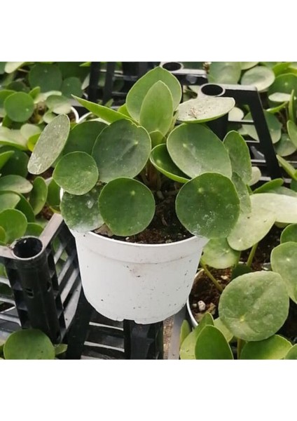 Bitkim Sende Pilea Para Çiçeği 15 cm