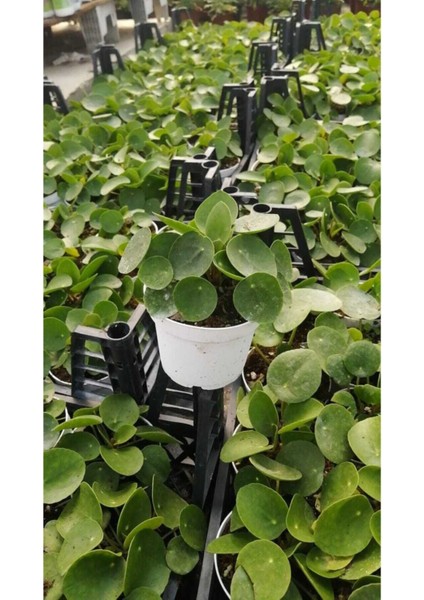 Bitkim Sende Pilea Para Çiçeği 15 cm