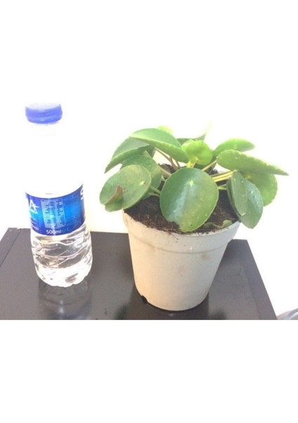 Bitkim Sende Pilea Para Çiçeği 15 cm