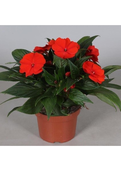 Kırmızı Cam Güzeli Fidanı 20CM-40CM