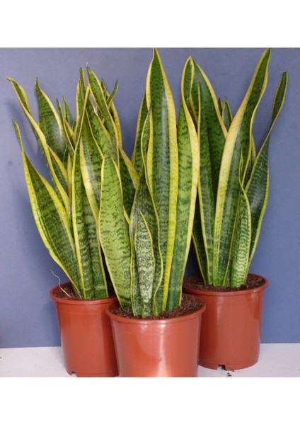 Sarı Kılıç Çiçeği Fidanı 40CM 60 cm