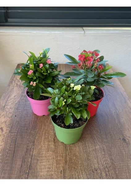 Euphorbia Milii - 3'lü Dikenler Tacı Set