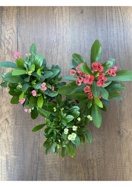 Euphorbia Milii - 3'lü Dikenler Tacı Set