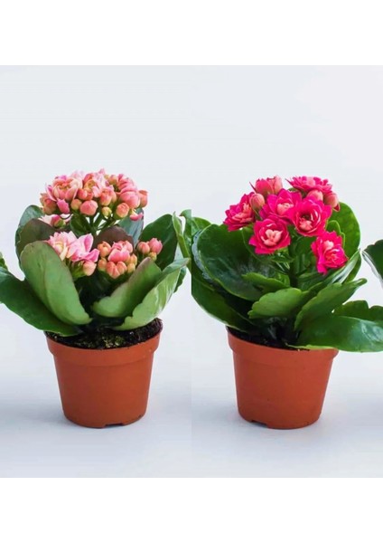 Kalanchoe Çiçeği Kalanşo 2li Set Mini Saksılı