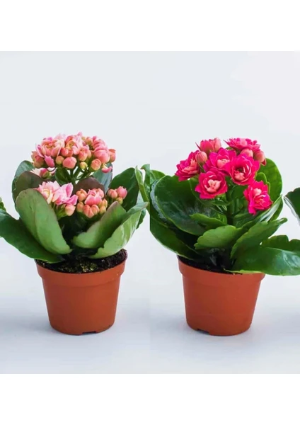 Bitkim Sende Kalanchoe Çiçeği Kalanşo 2li Set Mini Saksılı