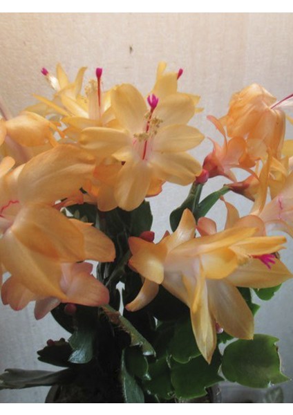 Sarı Yılbaşı Çiçeği Fidanı 5CM-20CM