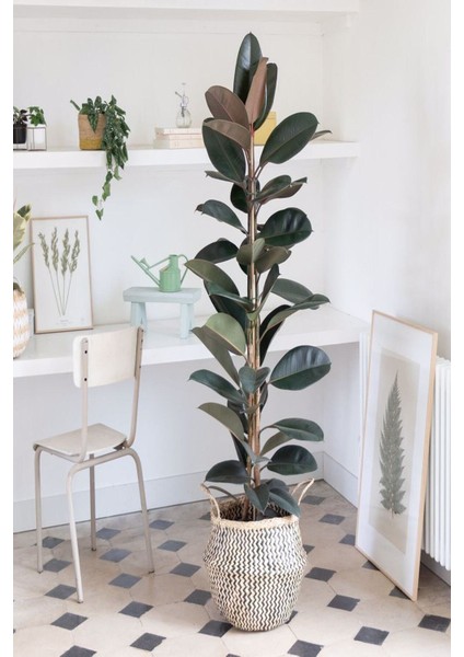 Kauçuk Bitkisi 2 Köklü 60-80 cm