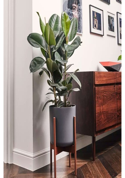Kauçuk Bitkisi 2 Köklü 60-80 cm modelleri
