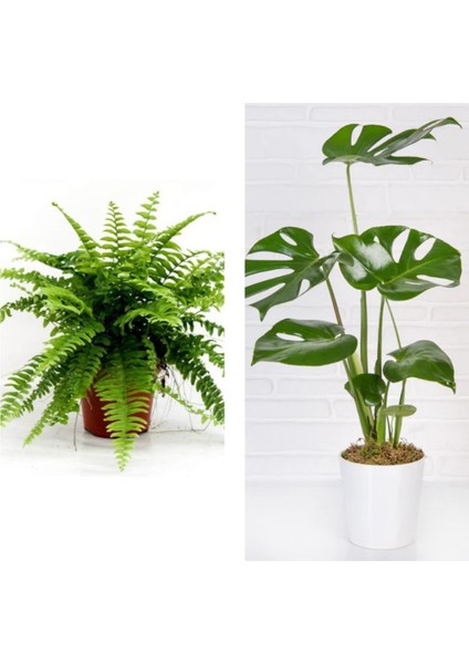 Aşk Merdiveni Fujer Askılı Saksıda/deve Tabanı 60 cm 2'li Set Salon Ofis Bitkileri