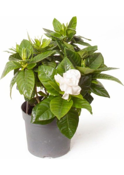 Gardenya Jasminoides Kokulu Gardenya Ev ve Ofis Bitkisi 30 cm 1.kalite