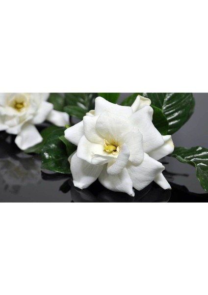 Gardenya Jasminoides Kokulu Gardenya Ev ve Ofis Bitkisi 30 cm 1.kalite fiyatları