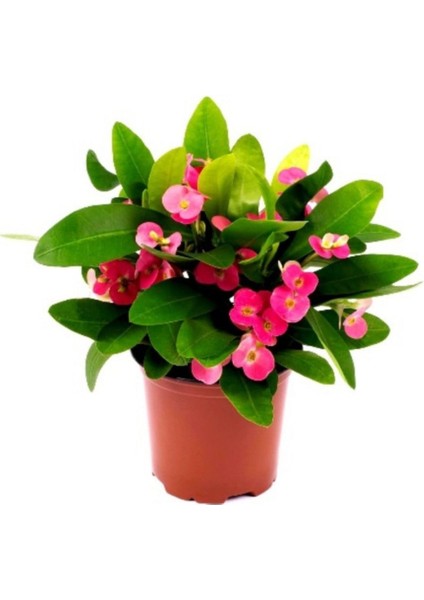 Dikenler Tacı Euphorbia Millii Saksı Çapı 12 cm Dikenler Tacı