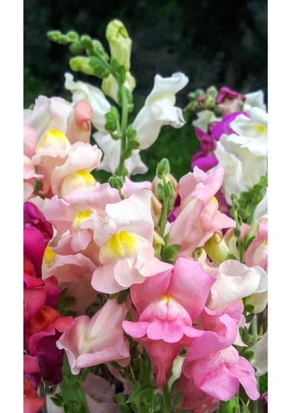 10 Adet Pembe Beyaz Aslanağzı Çiçeği Fidanı Fidesi 5 cm 15 cm