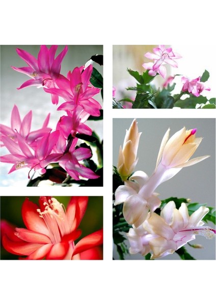 Yılbaşı Çiçeği 4 Adet 6,5 Mini Saksıda Dörtlü 1.kalite Çiçekli Bodur Bitki