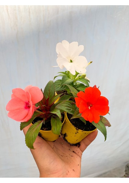Yeni Gine Cam Güzeli 2 Adet Mini Saksıda Çiçekli