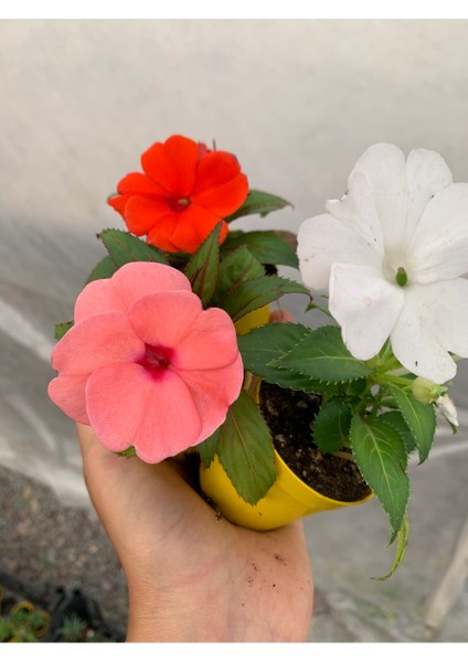 Yeni Gine Cam Güzeli 2 Adet Mini Saksıda Çiçekli