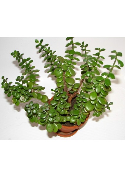 Para Çiçeği Fidanı Saksılı 20 cm 40 cm