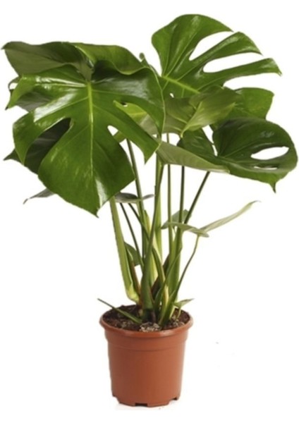 Deve Tabanı Bitkisi 90 110 cm Monstera Deliciosa Ofis Bitkisi Salon Bitkisi