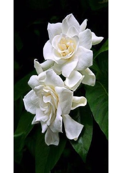 Gardenya Yoğun Kokulu Gardenia Jasmionides Ev Ofis Salon Bitkisi Büyük Saksılı