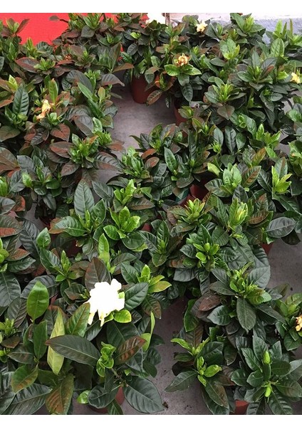 Gardenya Yoğun Kokulu Gardenia Jasmionides Ev Ofis Salon Bitkisi Büyük Saksılı modelleri