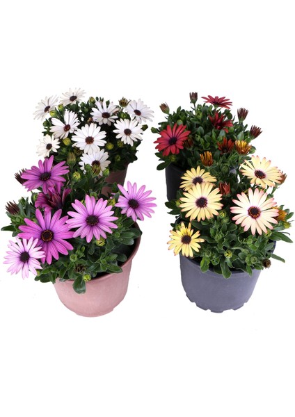 Bodrum Papatyası - Osteospermum - Saksı'da Canlı Çiçek - 4'lü Miks