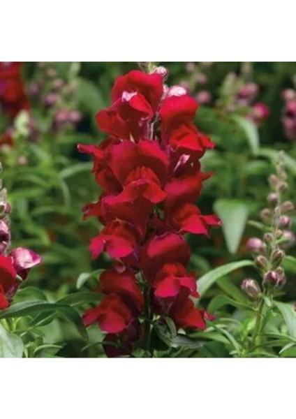 10 Adet Koyu Kırmızı Aslanağzı Çiçeği Fidanı Saksılı 5 cm 15 cm