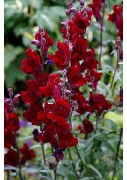 10 Adet Koyu Kırmızı Aslanağzı Çiçeği Fidanı Saksılı 5 cm 15 cm modelleri