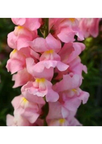 10 Adet Açık Pembe Aslanağzı Çiçeği Fidanı Fidesi 5 cm 15 cm modelleri