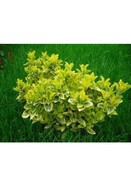 Gold Taflan Çiçeği Fidanı Saksılı 30CM 50 cm